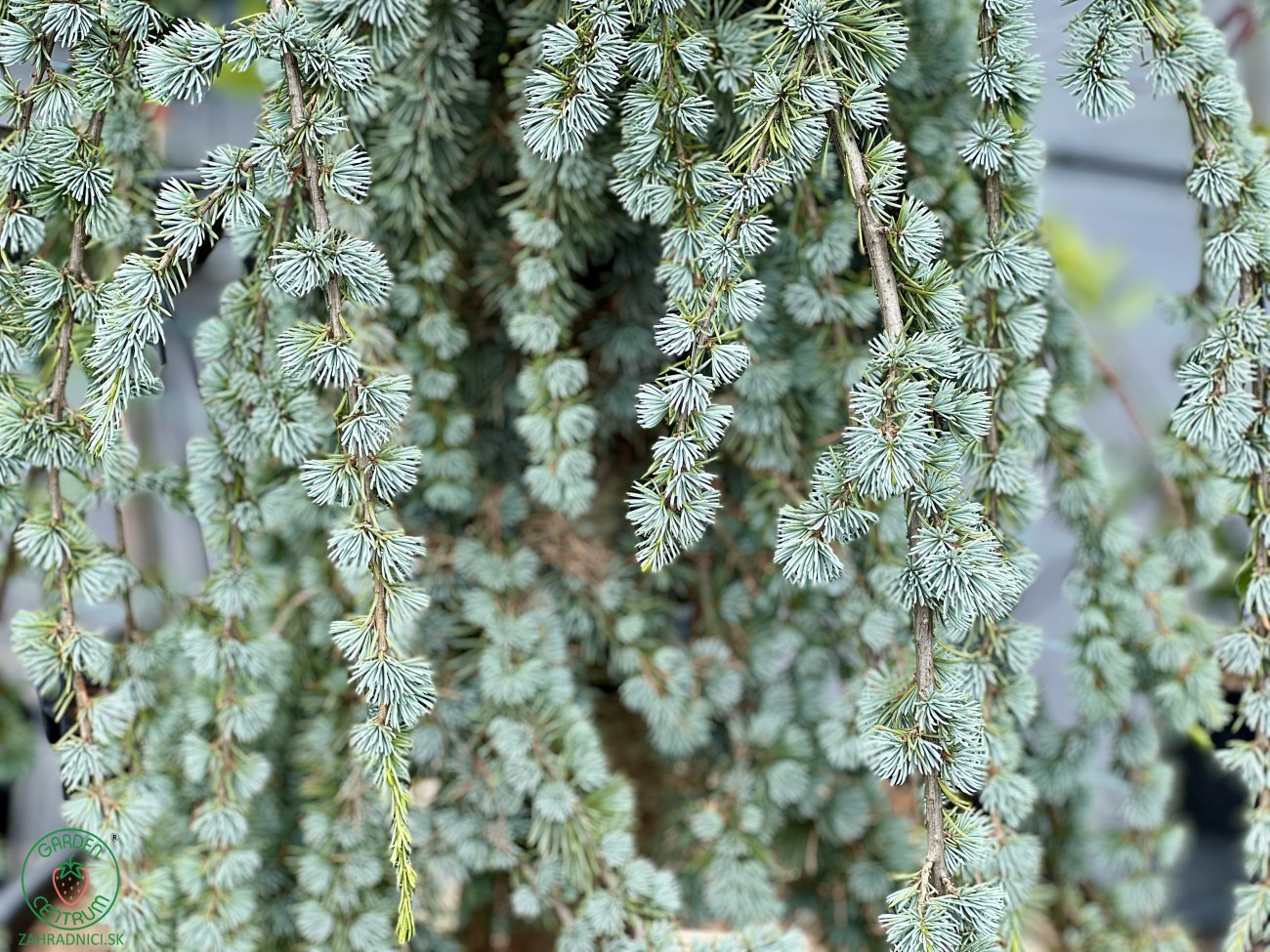 C der Atlantsk GLAUCA PENDULA 250 300 Cm Zahradnici sk
